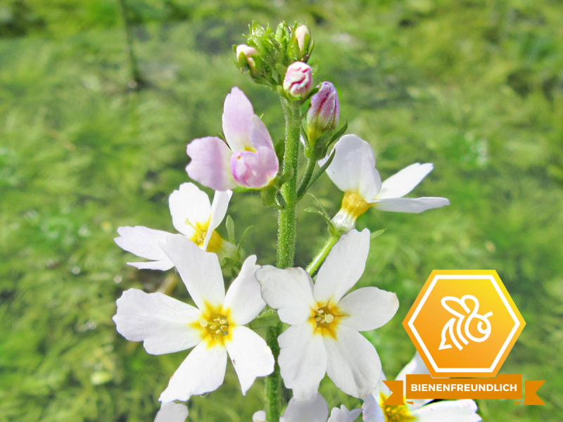 Wasserfeder - Hottonia palustris